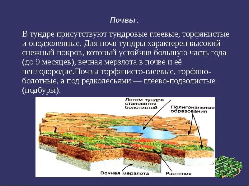 Какая почва в тундре. Почва тундры кратко. тип почвы в тундре. почвы зоны тундры. тундра почва тундрово-глеевые.