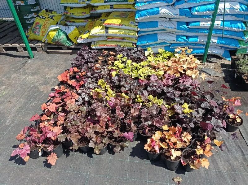 сады беловых воронеж