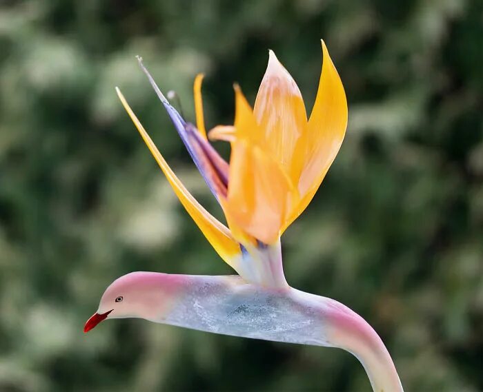 Ананас цветет. Цветок превращается в. Цветок превращается в. Цветок превращается в. Превращение в растение.