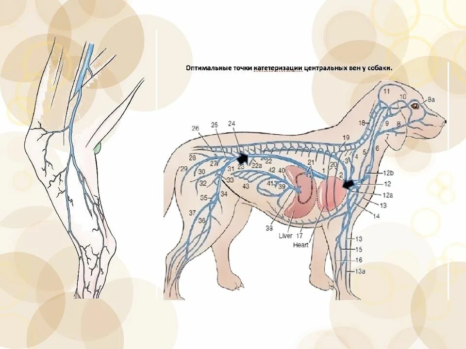 Артерии и вены животных. Яремная Вена у собак анатомия. Лимфоузлы у собаки схема. Венозная система передних конечностей у собаки.