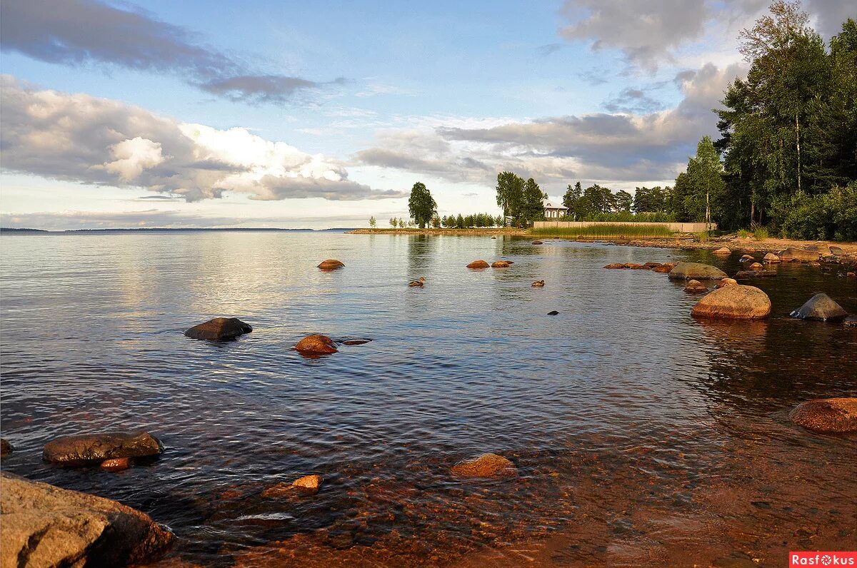 Онега цветы. Озеро Онего Карелия. Берег Онежского озера, Карелия. Онега Онежское озеро. Онега озеро Петрозаводск.