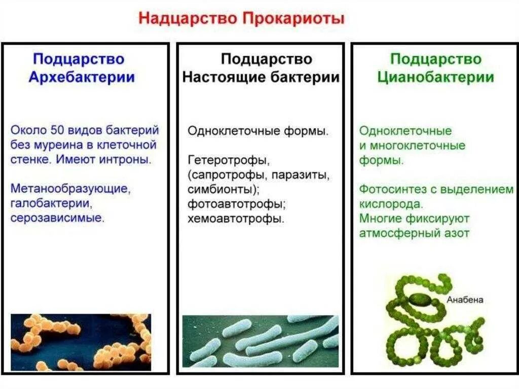 . Классификация царства бактерий Надцарство. Царство бактерии классификация схема. Классификация бактерий настоящие бактерии. Классификация бактерий архебактерии. Примеры бактерий биология