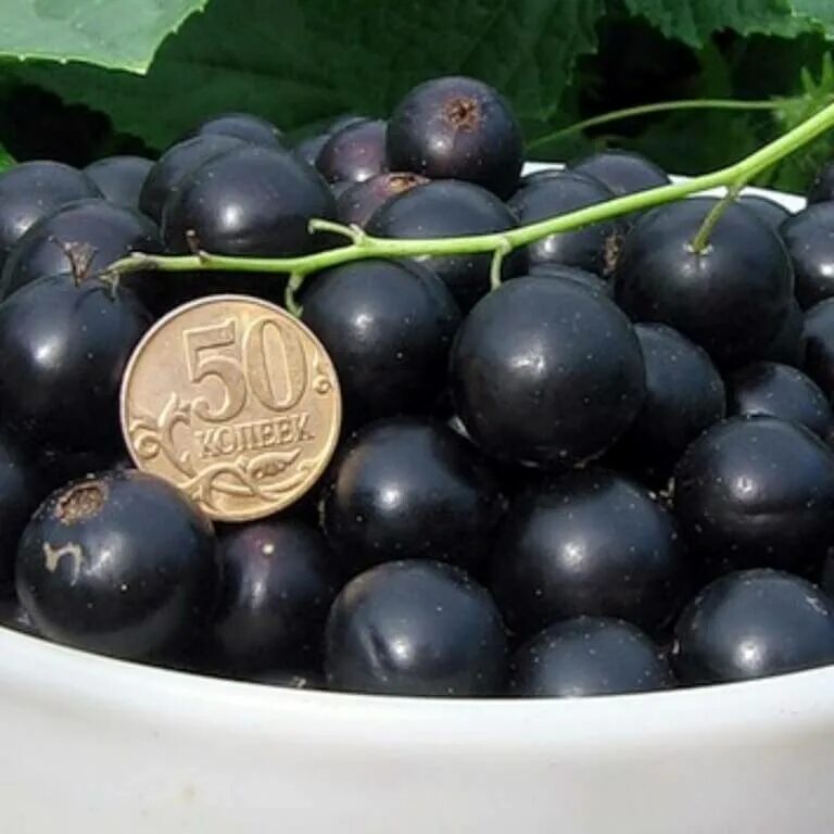 Смородина сорт деликатес. Смородина черная лентяй. смородина черная ribes nigrum лентяй. черная смородина сорт лентяй.