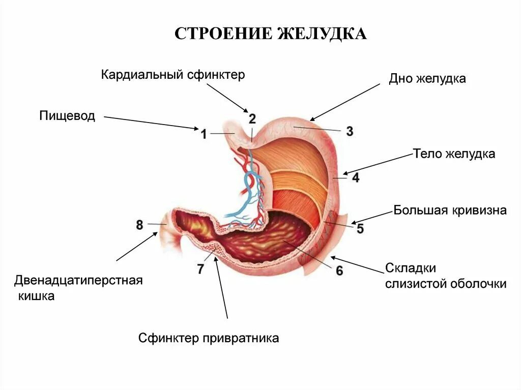 Анатомическое строение,расположение,функции желудка. Внешнее строение желудка. Строение желудка человека схема. Строение желудка человека анатомия схема.