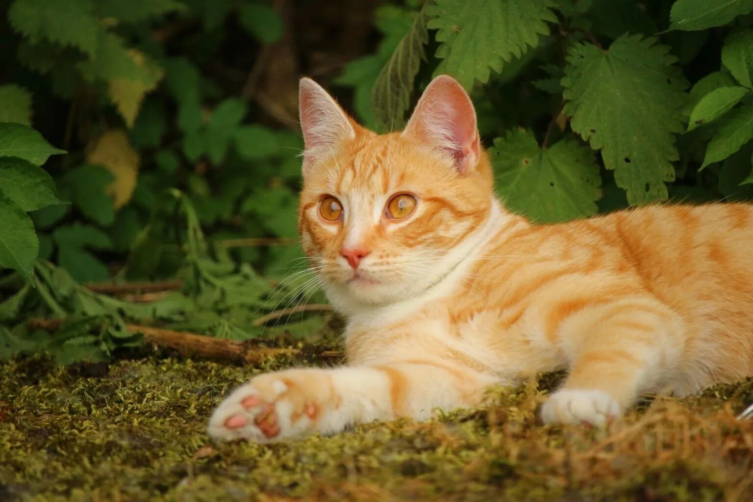 Рыжая кошка с черными пятнами порода. Европейская короткошерстная табби рыжий. Макрелевый табби рыжий. Европейская короткошерстная кошка рыжая. Европейский короткошерстный кот рыжий.