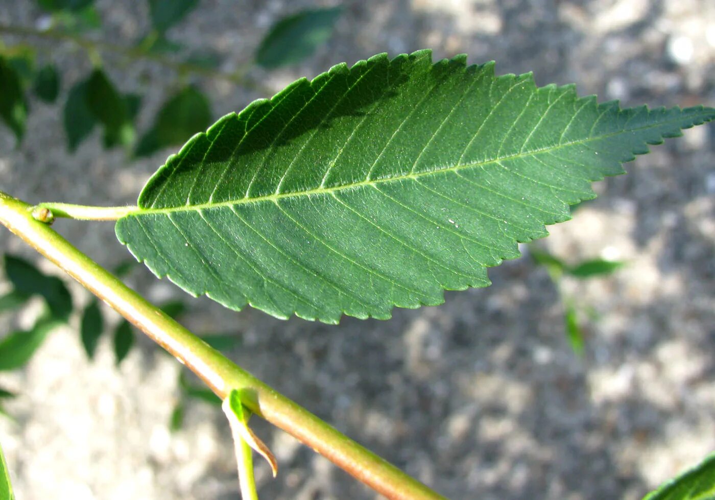 Придорожный листья. Вяз приземистый Ulmus pumila. Вяз перистоветвистый. Ulmus pumila побеги. Ulmus pumila дерево.