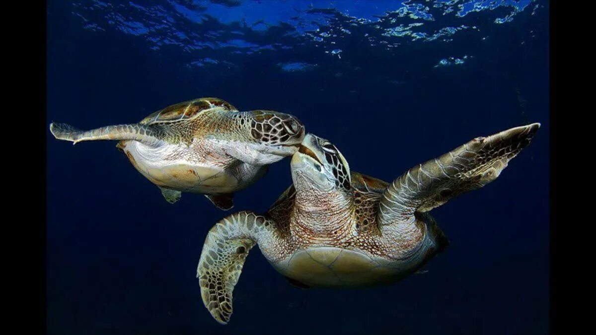 Атлантический обитатели. Черепаха Каретта (логгерхед). Черепаха бисса (Каретта). Черепахи Атлантического океана. Атлантическая зеленая черепаха в Атлантическом океане.