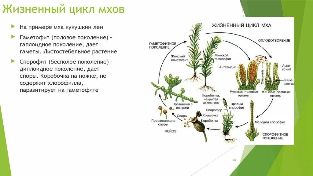 Жизненный цикл листостебельных мхов Кукушкин лен. Жизненный цикл коробочки Кукушкина льна. Жизненный цикл мхов гаметофит спорофит. Цикл развития мхов схема. Располагается на спорофите