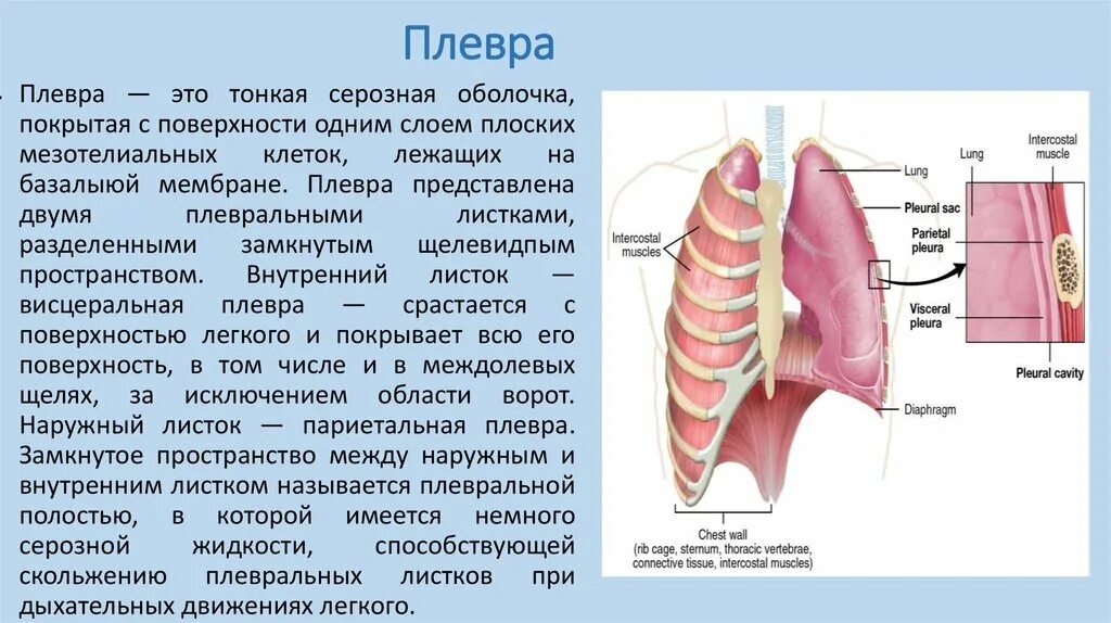 Строение легких легочная плевра. Анатомия плевры лёгкого. Плевра строение листки. Плевральная полость 6)  плевра.