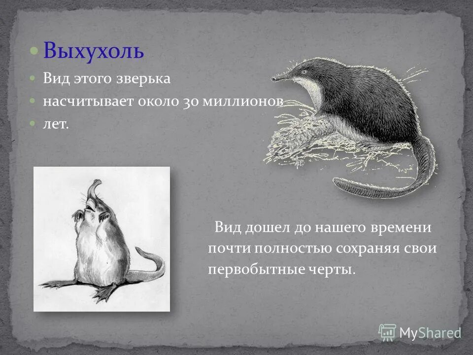 как человек воспринимает природу. каждый день перепрыскивали дожди сочинение егэ. солоухин летний паводок краткое. выхухоль текст солоухина. солоухин про выхухоль.