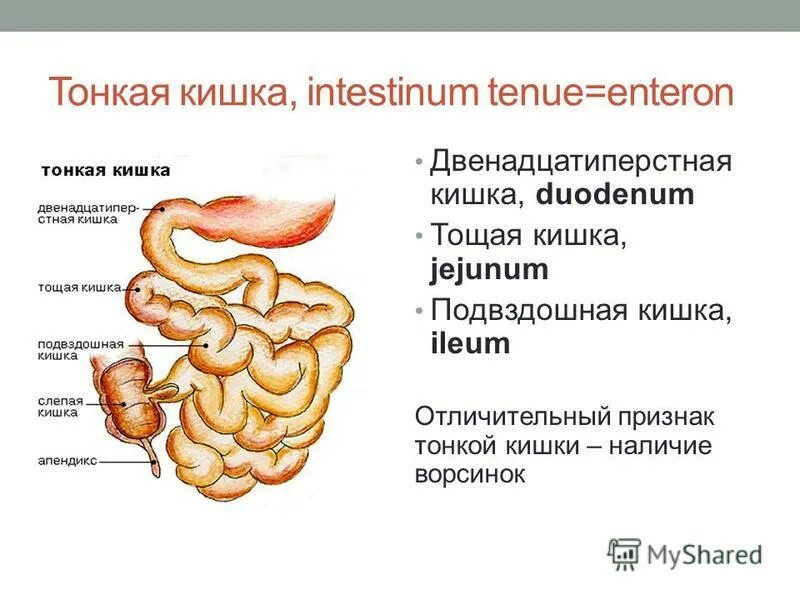 Тонкий кишечник система органов какая. Тонкая кишка анатомия строение. Тонкая кишка анатомия строение по отделам. Тонкая кишка анатомия 12 кишка. Функции тонкой кишки анатомия.