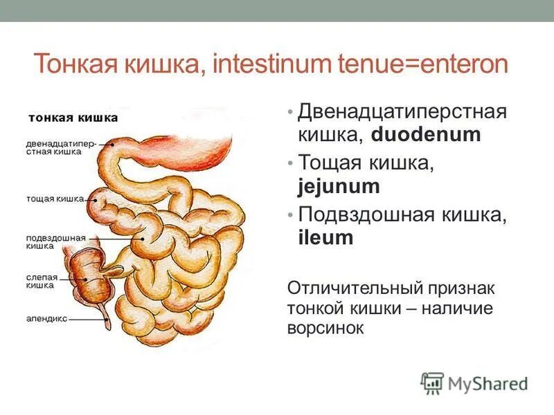 Характеристика тонкой кишки