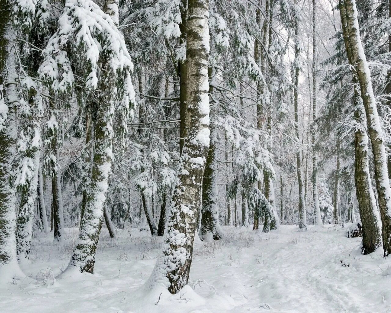 Снежок лесной. Снежный лес. Лес немного снега. Лес чуть заснеженный. Перелесок зимой.