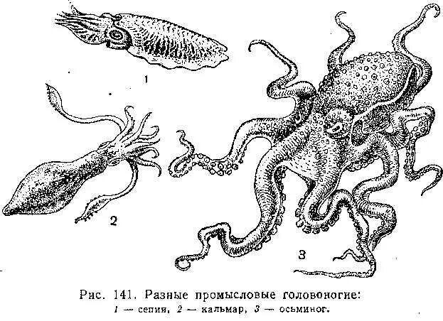 Строение головоногих моллюсков. Кальмар. Головоногие рисунок. Рисунок головоногих моллюсков. Известно что обыкновенный кальмар десятиногий головоногий моллюск