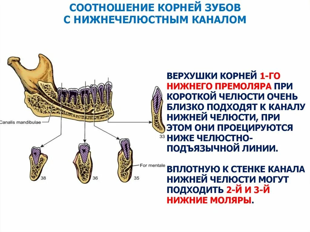 Зубочелюстные сегменты
