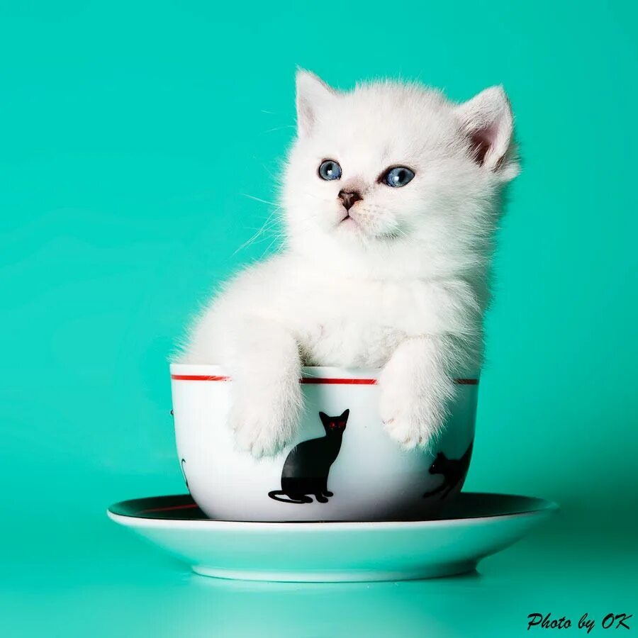 Cat in Cup. Белый котенок дома. Inkit котики. Teacup Cat.