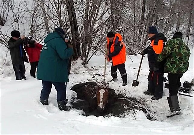 Спасли ли. Спасают лошадь из болота. Человек провалился в Торфяник.