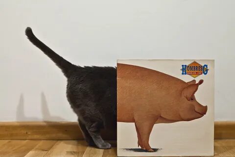 Cat pig