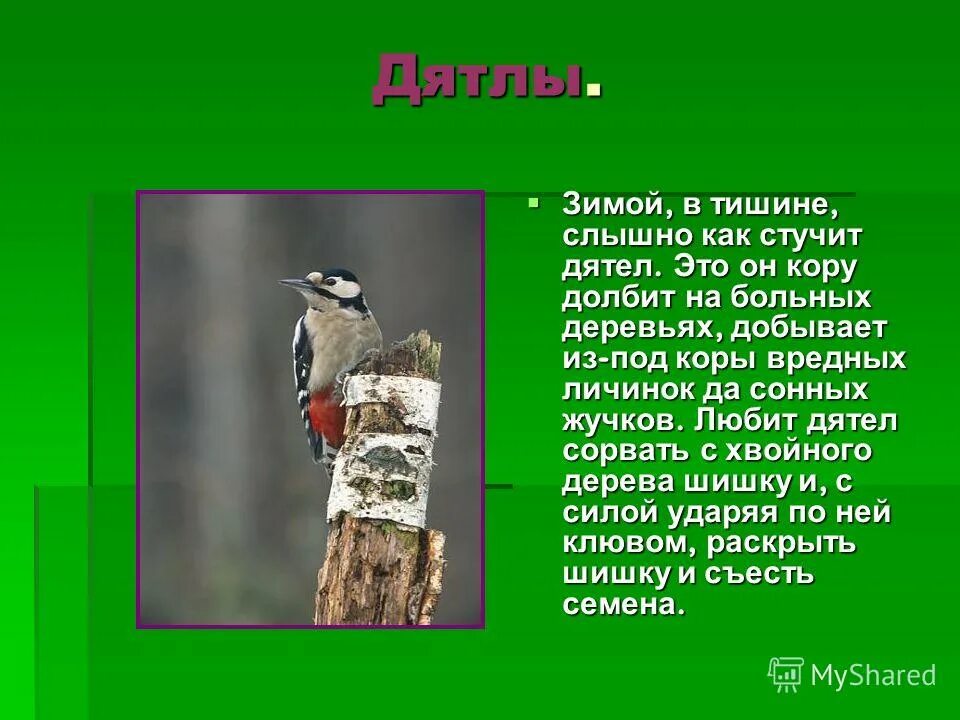 внешний вид дятла. дятел описание. дятел зимой описание. дятел для детей дошкольного возраста. дятел описание птицы.