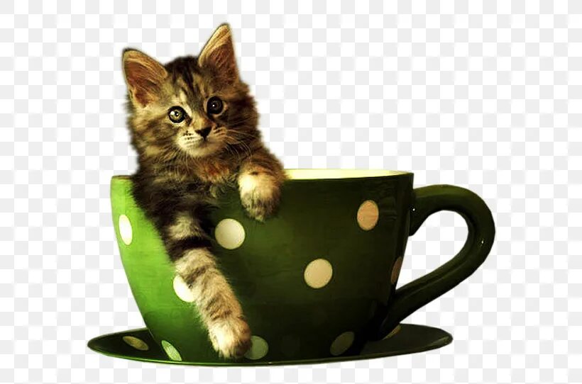 Cat cup