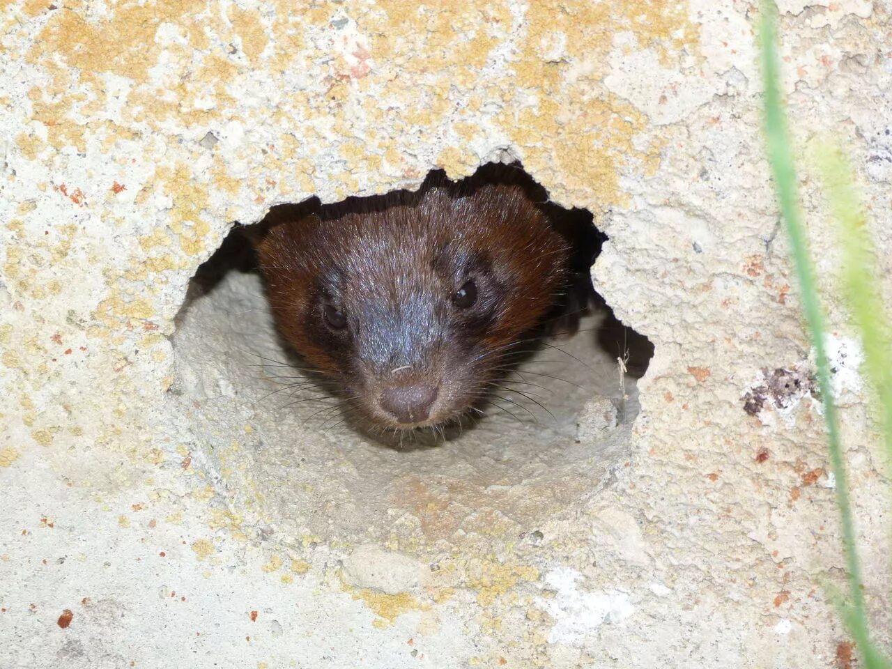 Выроет норку. Европейская норка питание. Выроет норку. Нора землеройки. Песец норник.