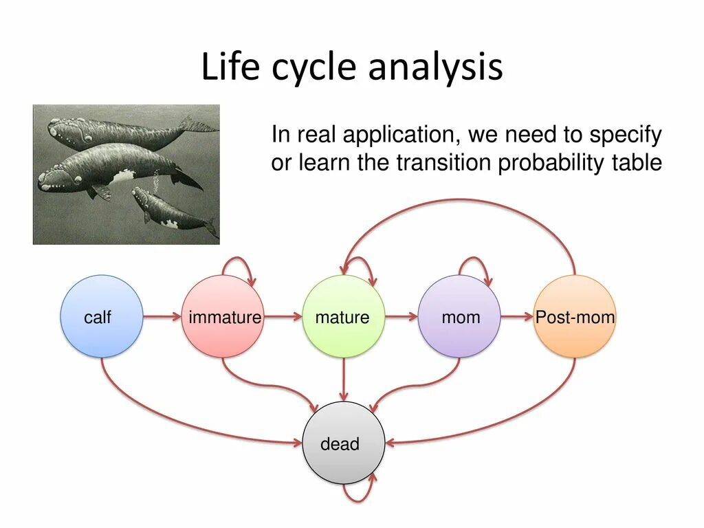 Cycle analysis