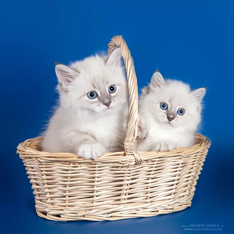 Питомник шотландских кошек спб. Мейн кун котенок. Котята в добрые руки. Возьму котенка. Продают котят.