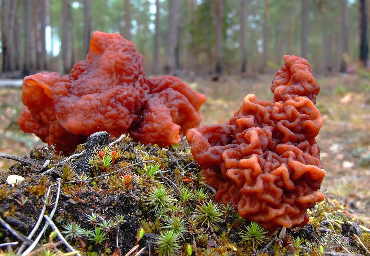 Пошли ли строчки. Гриб строчок обыкновенный. Обыкновенный строчок (Gyromitra esculenta). Гриб строчок и сморчок. Строчок обыкновенный ядовитый гриб.