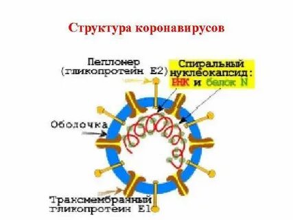 Возбудитель орви