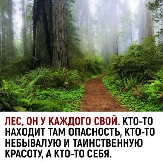 Зашел в лес