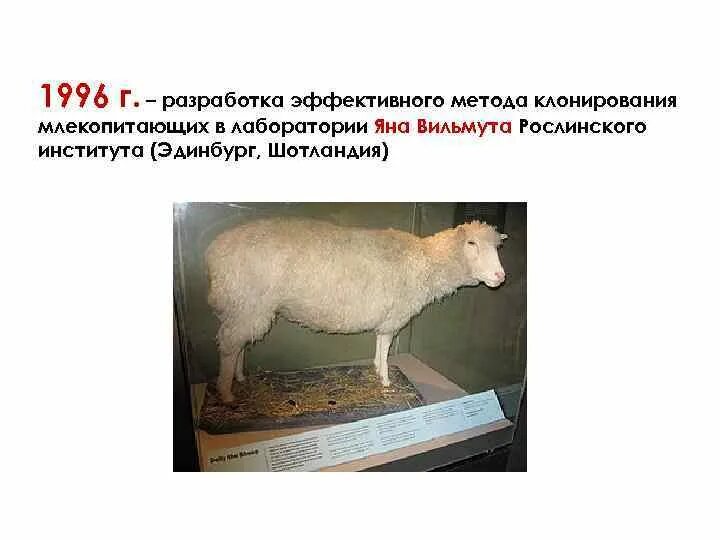 Первым в мире клонированным млекопитающим была. Первым в мире клонированным млекопитающим была
