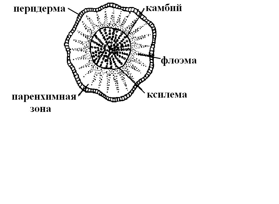 Строение стебля флоэма ксилема. Строение стебля флоэма ксилема