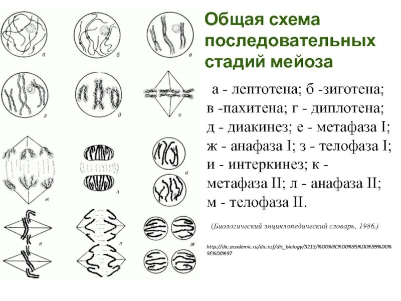 Пахитена диплотена. Фазы мейоза схема. Профаза 1 мейоза схема. Схема мейоза редукционное деление. Профаза метафаза 2 мейоза.