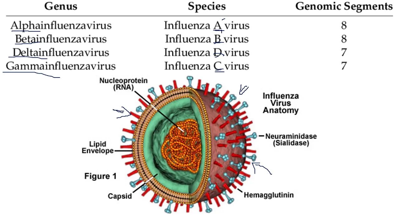 Строение вируса гриппа. Морфология вируса гриппа. Вирус influenza. Схематическая структура вируса гриппа. Состав гриппа