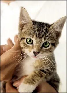 Where is kitten
