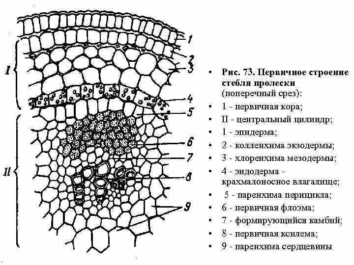 Поперечный срез стебля двудольного растения. Строение корня на поперечном срезе. поперечный срез стебля травянистого однодольного растения. стебель однодольного растения кукурузы. строение стебля однодольного растения поперечный срез.