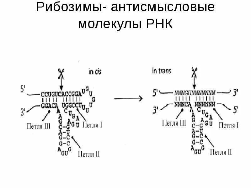 Абзимы и рибозимы свойства и особенности. Рнк. рибозимы рнк. антисмысловые рнк. каталитические рнк.