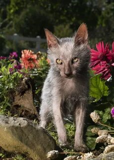 Ликой кошка