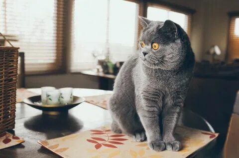 Британец домашний кот