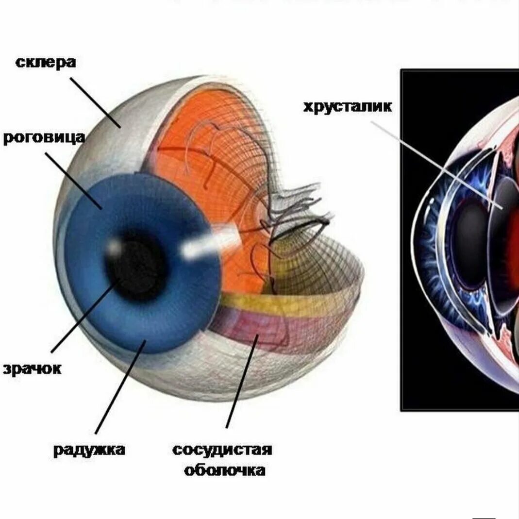 Роговица сетчатка структура глаза. Строение хрусталика глаза. Строение глаза роговица хрусталик. Роговица глаза схема.