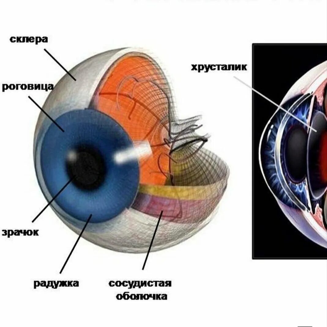 Роговица сетчатка структура глаза. Строение хрусталика глаза. Строение глаза роговица хрусталик. Роговица глаза схема. Роговица образована