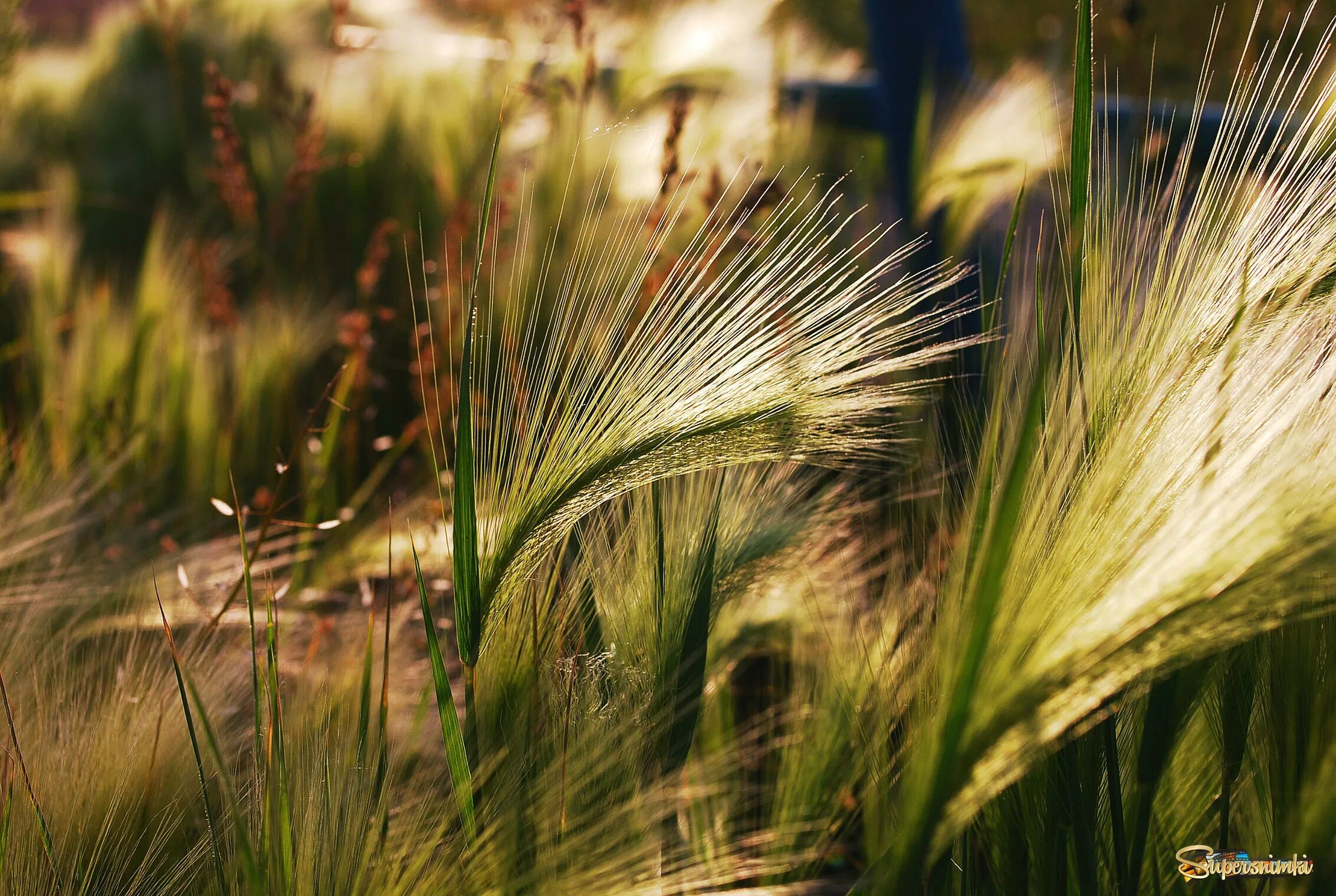 Соответствующее название ковыля. Ковыль (Stipa). Ковыль Луговой. Ковыль Дальневосточный. Ковыль Stipa tenuissima.