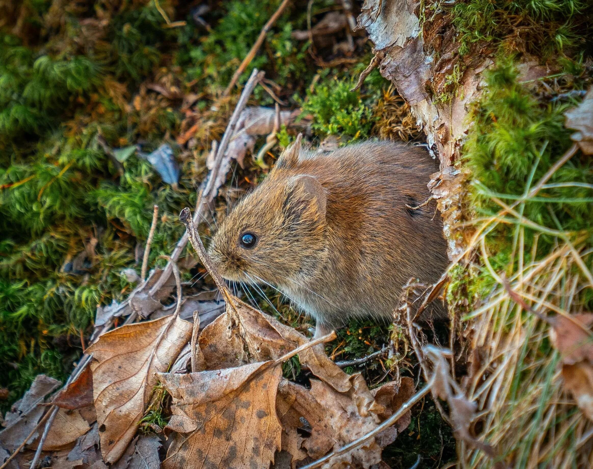 Мышь Лесная полевка. Ольхонская полевка. Малая Лесная мышь Sylvaemus uralensis. Обыкновенная полёвка. Хомяки полевки