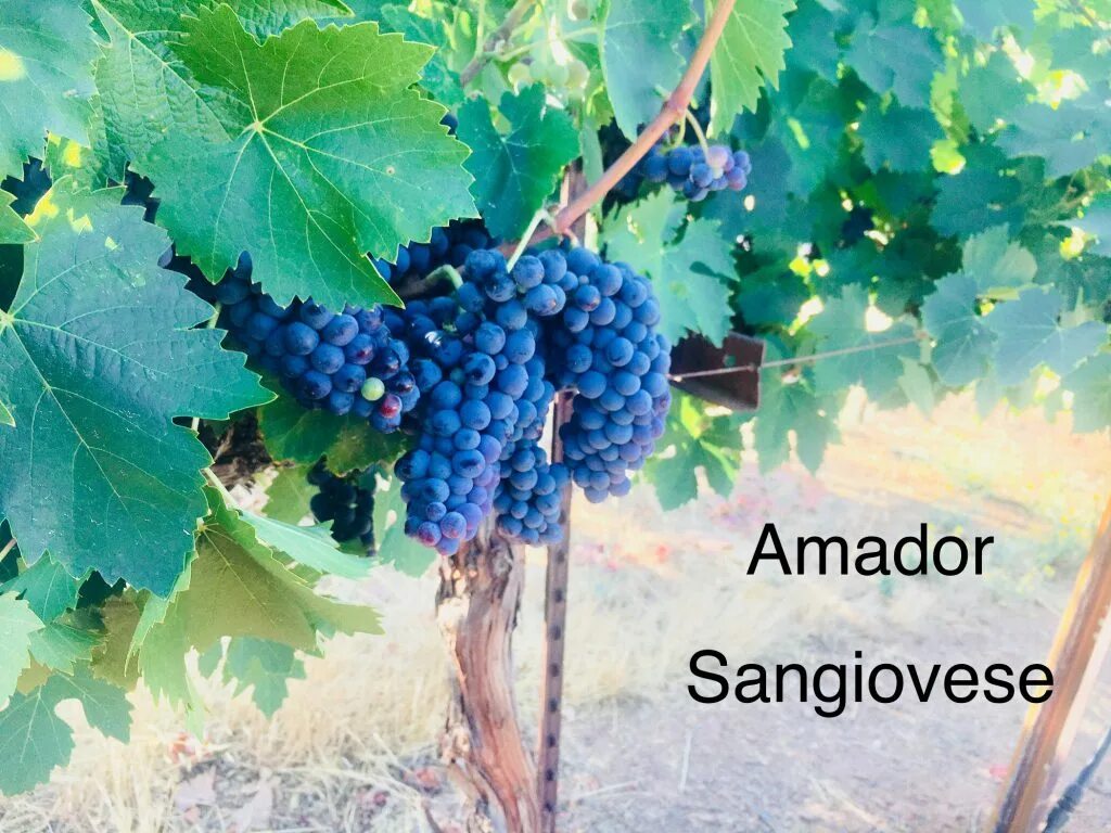 Виноград арк. Санджовезе сорт винограда. Sangiovese сорт винограда. Санджовезе автохтонный сорт винограда. Санджовезе сорт винограда характеристики.