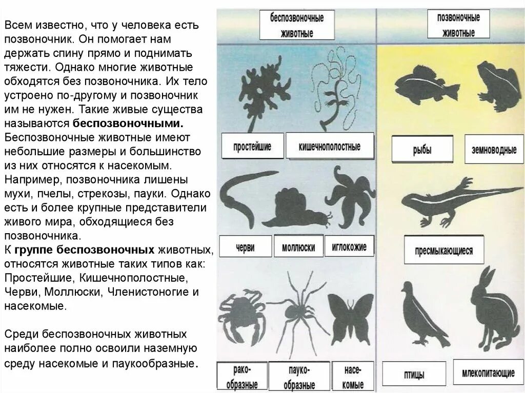 Беспозвоночные птицы