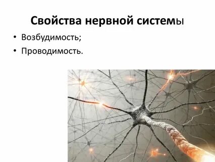 Проводимость возбудимых тканей