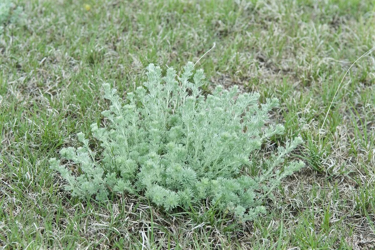 Емшан полынь. Жусан полынь. Жусан (artemisia lessingiana bess. Жусан полынь. Полынь artemisia.