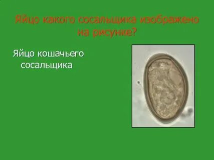Яйцо кошачьего сосальщика