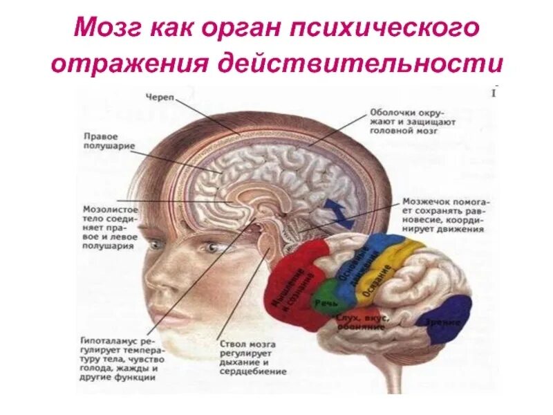 Изучают ли мозг. Физиологическая основа процесса мышления. Физиологическая основа мышления в психологии. Мышление. Физиологические основы мышления. Физиологические механизмысышления.