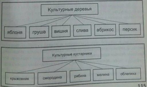 Культурное дерево это. Культурные деревья кустарники травы. Культурные травы. Культурное дерево это. Культурные растения деревья.